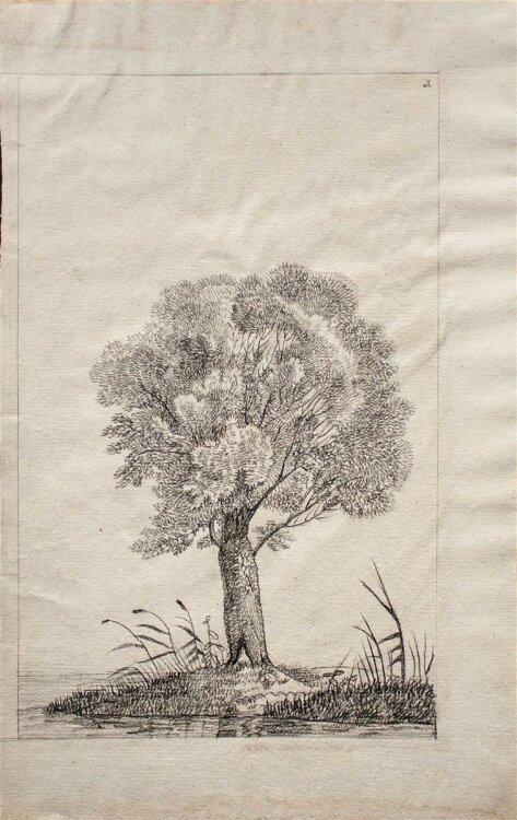 Unbekannter Künstler - Baum - Tuschezeichnung - 1824