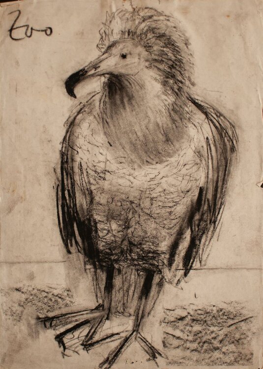 Gerhard Kersch - Vogel (Leipziger Zoo) - Kohlezeichnung - o. J.