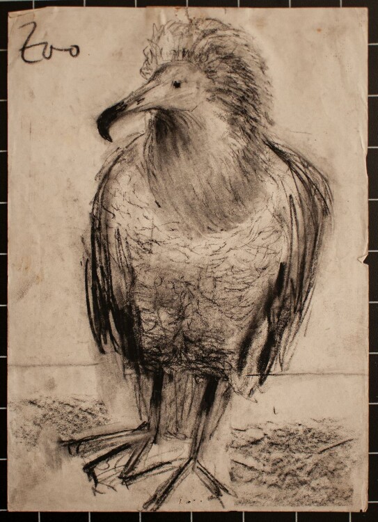 Gerhard Kersch - Vogel (Leipziger Zoo) - Kohlezeichnung - o. J.