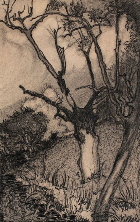 Unbekannt - Alte Weiden - Bleistiftzeichnung - 1922