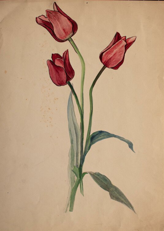 Marie Hesse - Pflanzenstudie/ rote Tulpen - Aquarell - o. J.