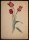 Marie Hesse - Pflanzenstudie/ rote Tulpen - Aquarell - o. J.