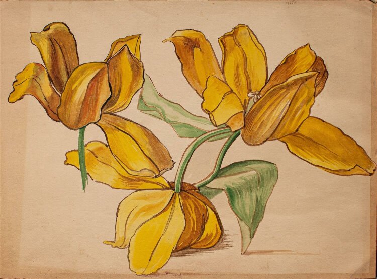 Marie Hesse - Pflanzenstudie/ gelbe Tulpen - Aquarell -...
