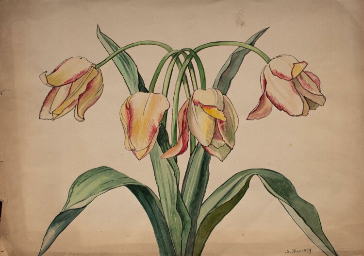 Marie Hesse - Pflanzenstudie/ Tulpen - Aquarell - 1899