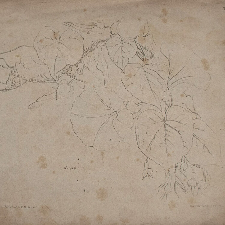 Marie Hesse - Winde - Lithographie - o. J.