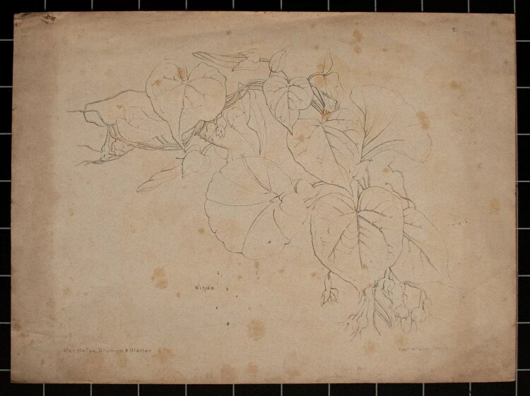 Marie Hesse - Winde - Lithographie - o. J.