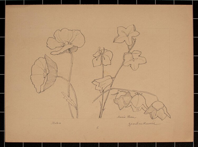 Marie Hesse - Mohn Glockenblume - Bleistiftzeichnung - o. J.