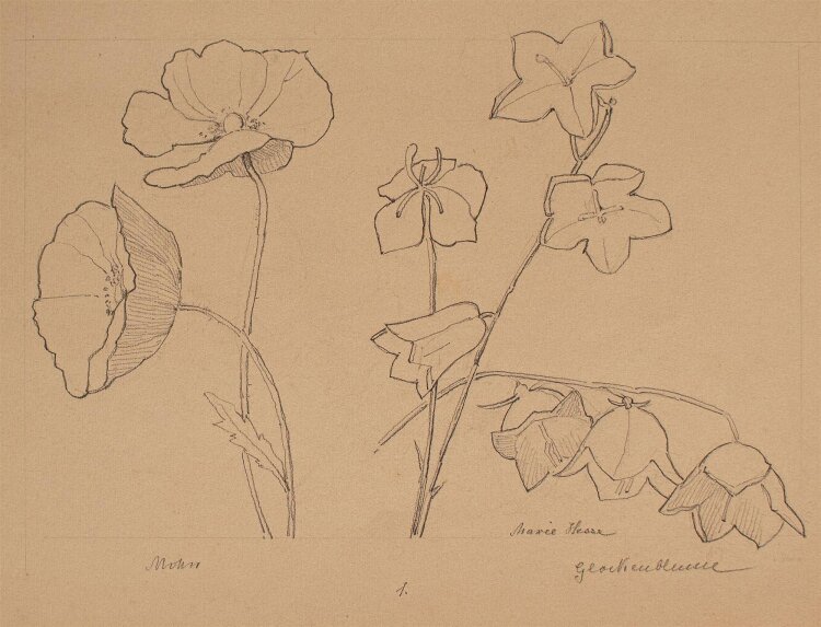 Marie Hesse - Mohn Glockenblume - Bleistiftzeichnung - o. J.