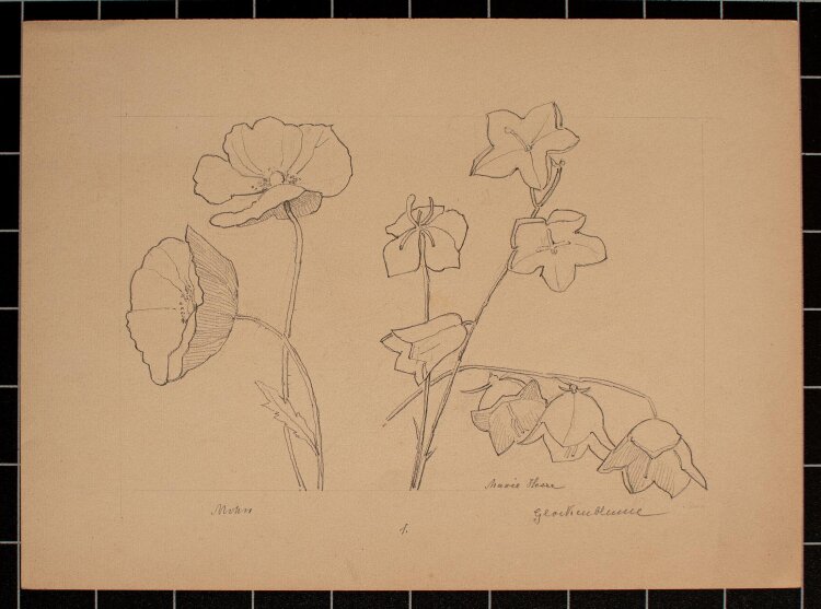 Marie Hesse - Mohn Glockenblume - Bleistiftzeichnung - o. J.
