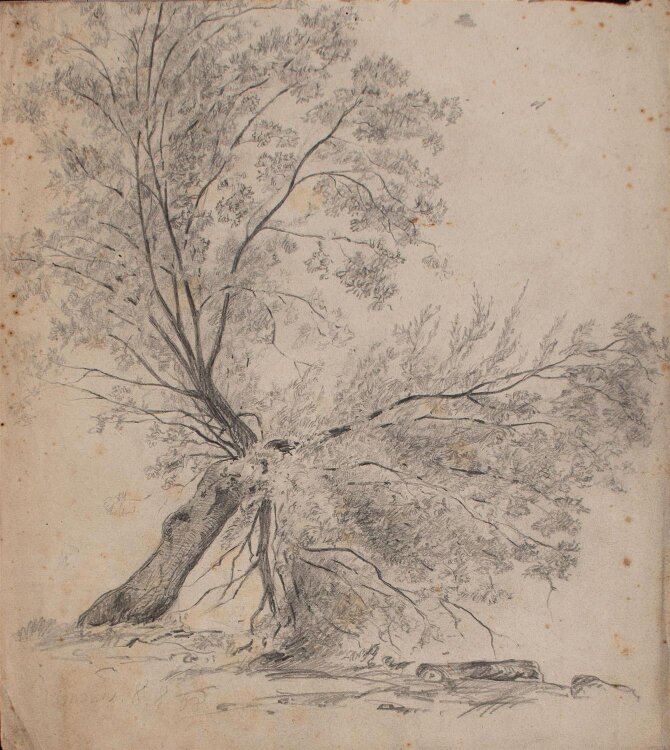Georg Hesse - Baum Ramsau  - Bleistiftzeichnung - 1908