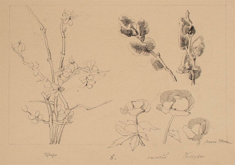 Marie Hesse - Diverse Blumen - Bleistiftzeichnung - o. J.