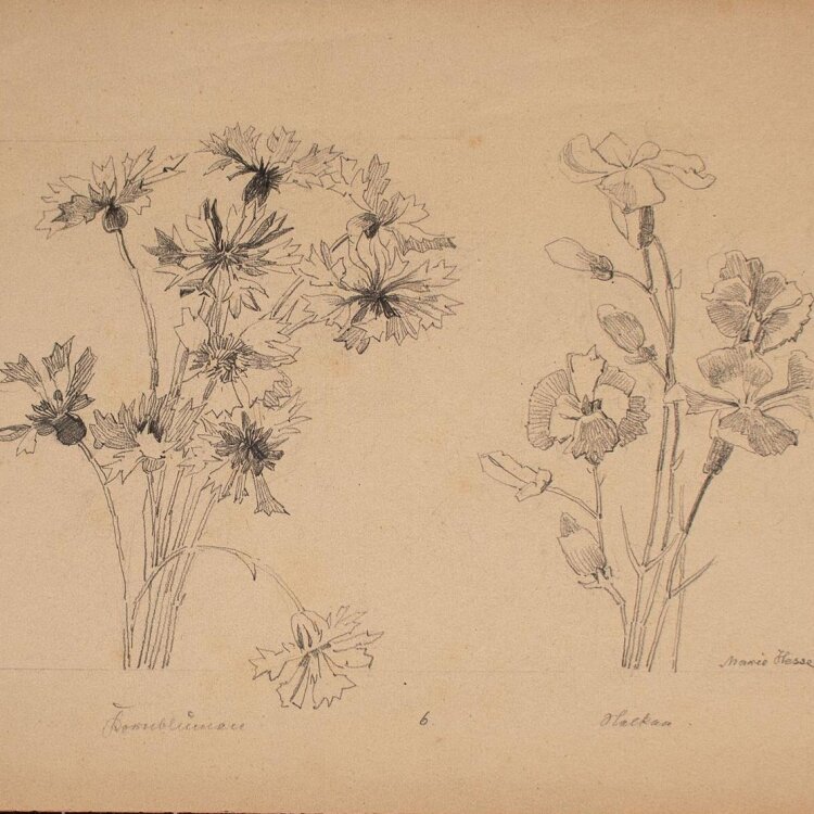 Marie Hesse - Kornblumen Nelken - Bleistiftzeichnung - o. J.