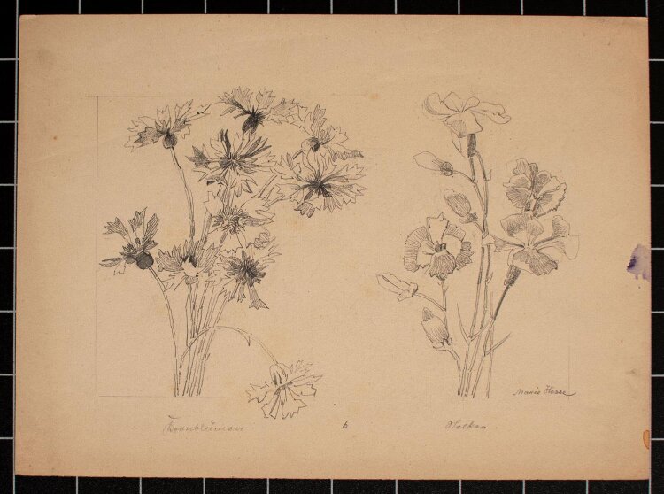 Marie Hesse - Kornblumen Nelken - Bleistiftzeichnung - o. J.