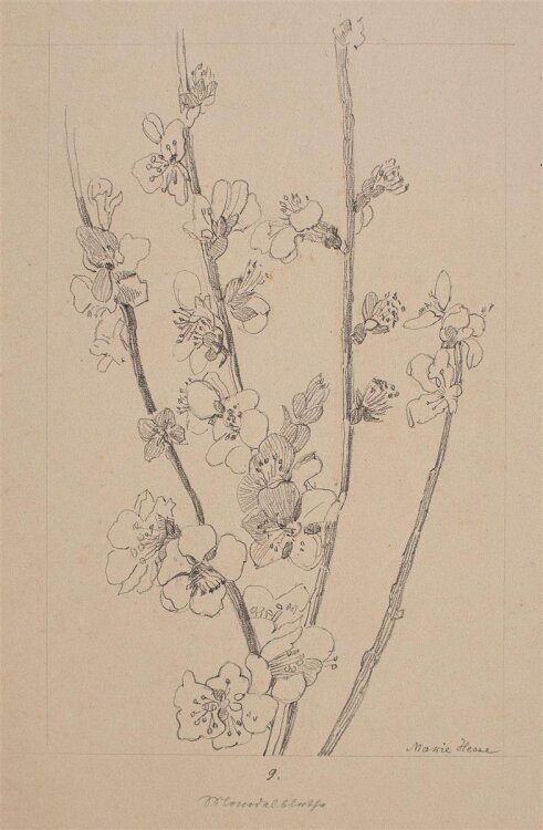 Marie Hesse - Blüten - Bleistiftzeichnung - o. J.