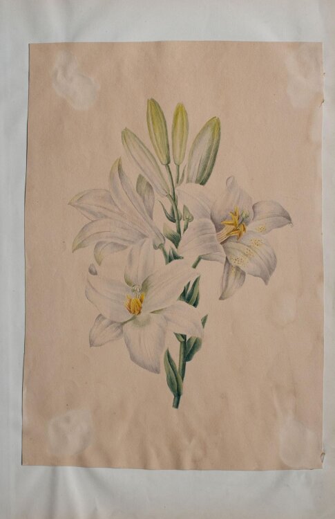 Unbekannt - weiße Lilien - aquarellierte Bleistiftzeichnung - o. J.