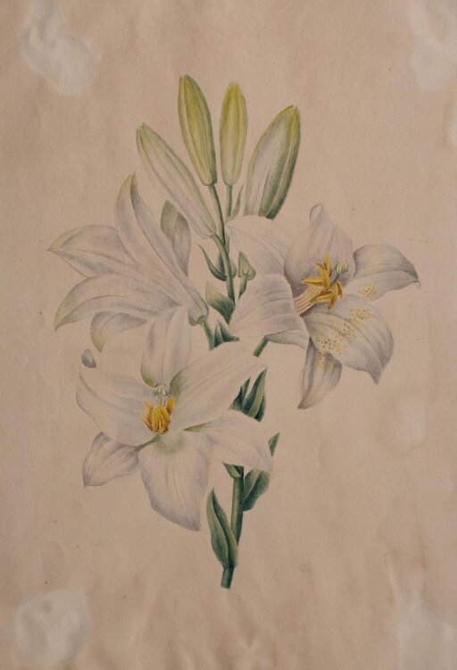 Unbekannt - weiße Lilien - aquarellierte Bleistiftzeichnung - o. J.
