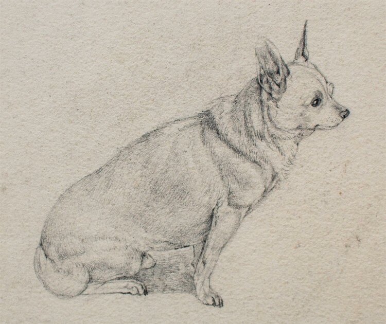 Unbekannter Künstler - Hund - Bleistiftzeichnung -...