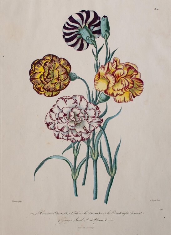 Unbekannt - Nelken - handkolorierte Lithographie - o. J.
