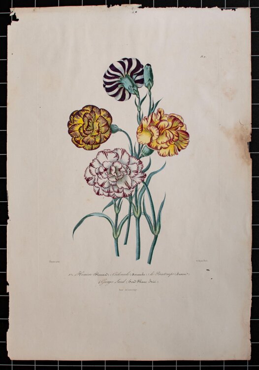 Unbekannt - Nelken - handkolorierte Lithographie - o. J.