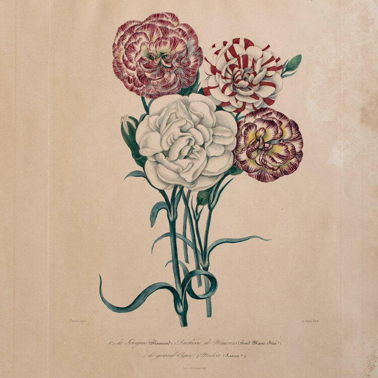 Unbekannt - Nelken - handkolorierte Lithographie - o. J.