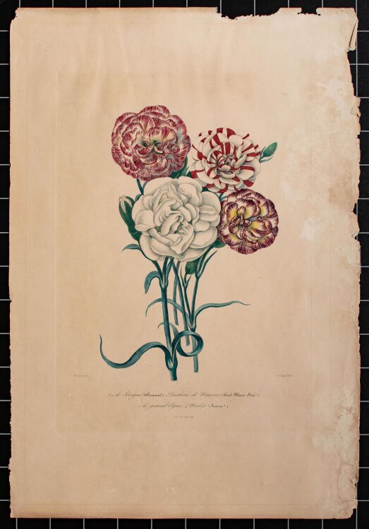 Unbekannt - Nelken - handkolorierte Lithographie - o. J.