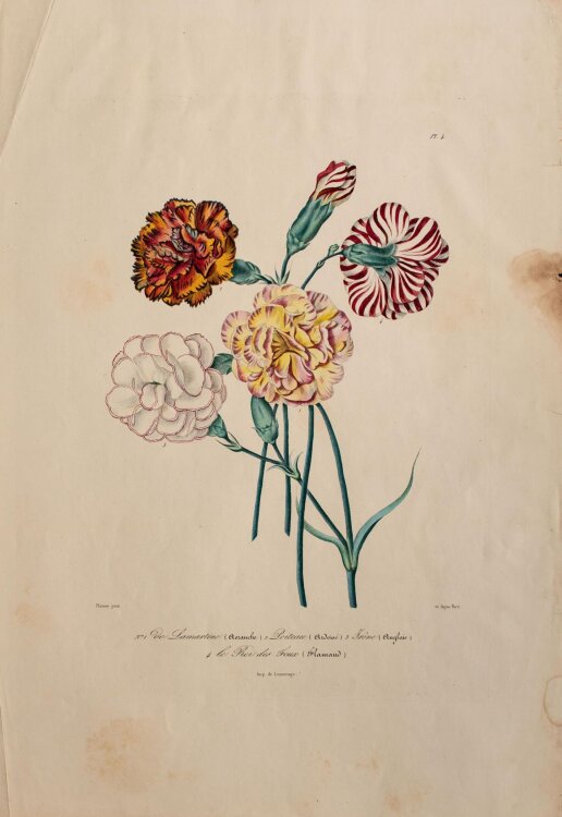Unbekannt - Nelken - handkolorierte Lithographie - o. J.