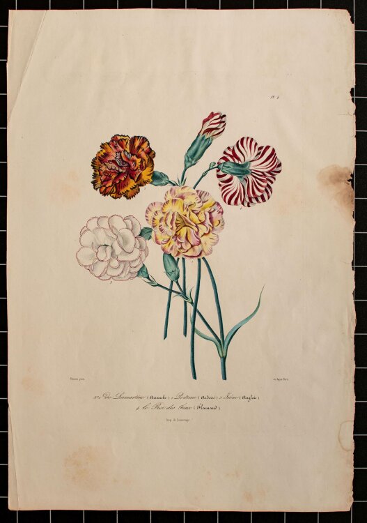 Unbekannt - Nelken - handkolorierte Lithographie - o. J.