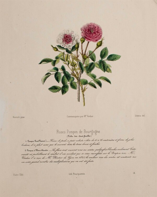 Louis Fourquemin - Roses Pompon de Bourgogne - handkol....