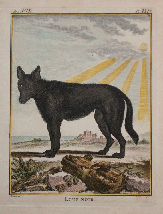 C. F. Fritzsch - Loup noir - o.J. - Kupferstich coloriert