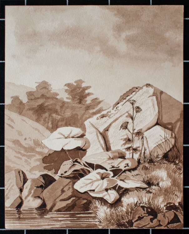 A. Peters - Landschaftsstudie mit Seerosen - lavierte Tuschezeichnung - o.J.