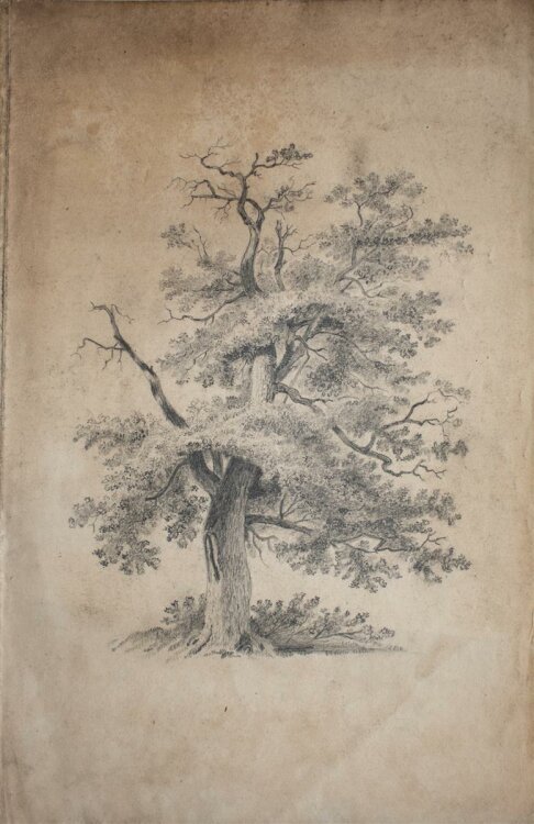 Unbekannt - Baum - Bleistiftzeichnung - o. J.