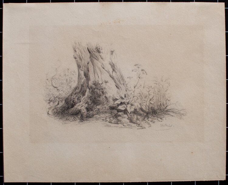 de Vries - Pflanzenstudie - Bleistift - o.J.