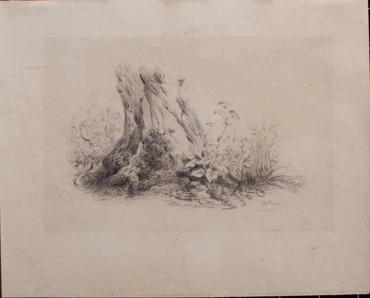 de Vries - Pflanzenstudie - Bleistift - o.J.