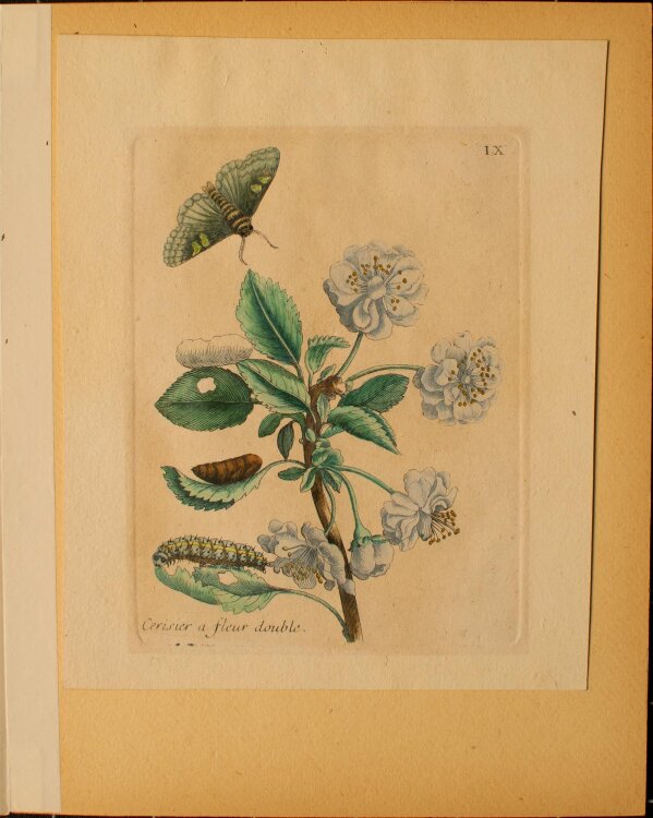 nach Maria Sibylla Merian - Cerisier a fleur double (Kirschbaum) - aquarellierte