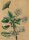 nach Maria Sibylla Merian - Cerisier a fleur double (Kirschbaum) - aquarellierte