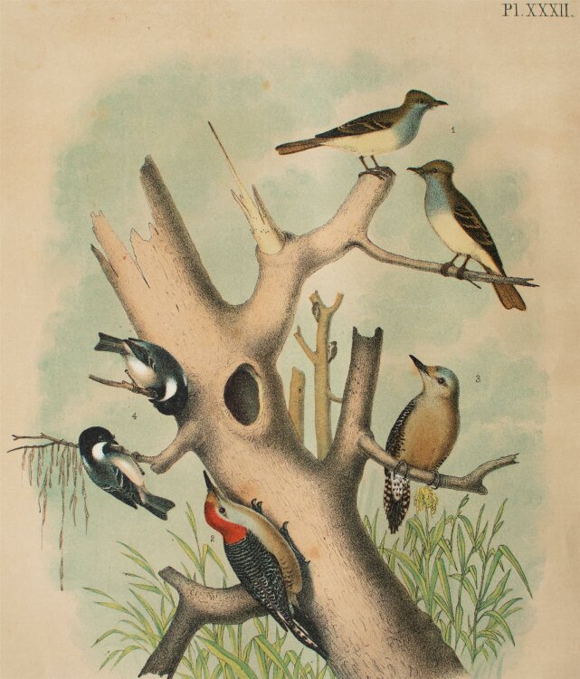 Unbekannt - Vögel, Buchillustration - Lithografie -...