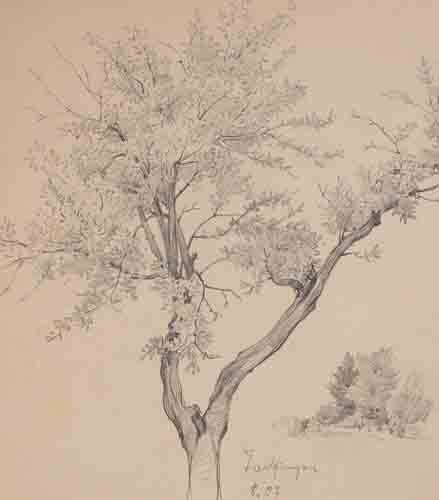 Johannes Hanse - Baum - Bleistiftzeichnung - 1907