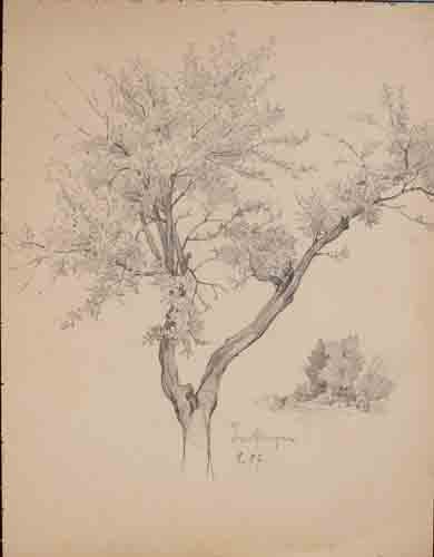 Johannes Hanse - Baum - Bleistiftzeichnung - 1907