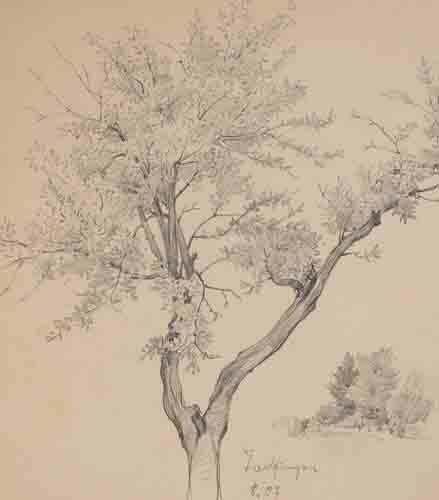 Johannes Hanse - Baum - Bleistiftzeichnung - 1907