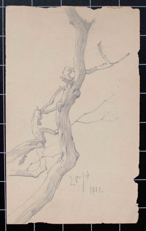 Johannes Hanse - Äste - Bleistiftzeichnung - 1901