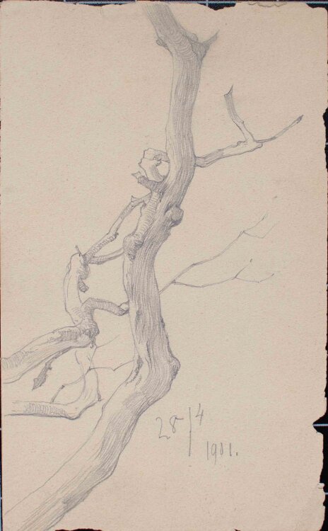 Johannes Hanse - Äste - Bleistiftzeichnung - 1901
