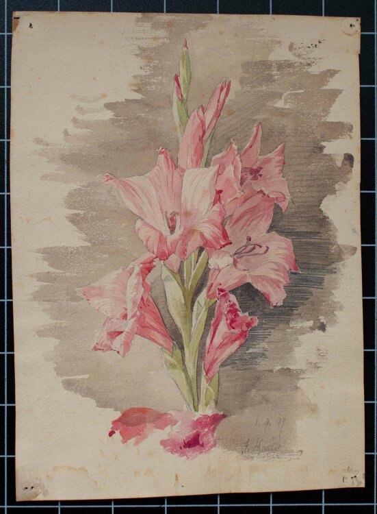 Johannes Hanse - Gladiole (rosa) - Aquarell - 1897