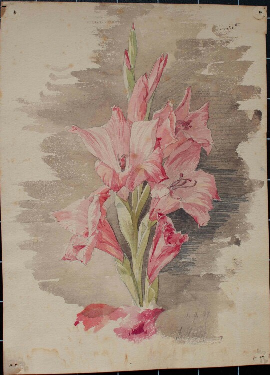 Johannes Hanse - Gladiole (rosa) - Aquarell - 1897