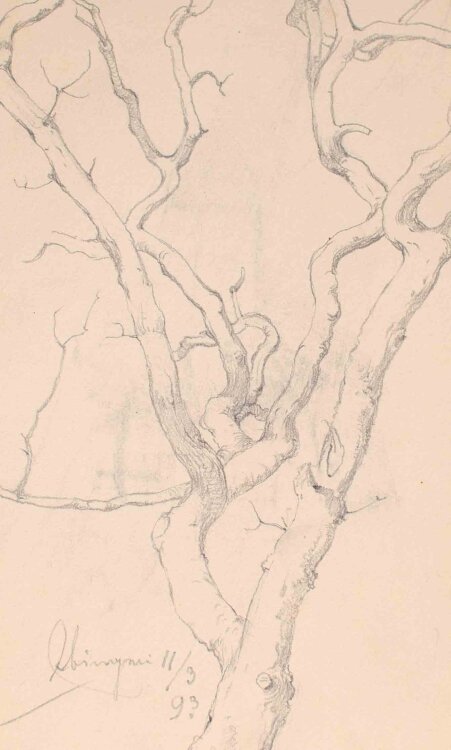 Johannes Hanse - Baumstudie - 1893 - Bleistift
