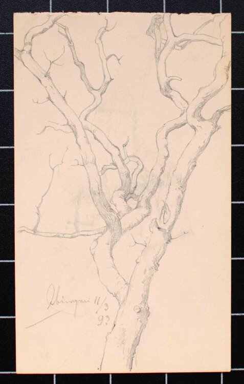 Johannes Hanse - Baumstudie - 1893 - Bleistift