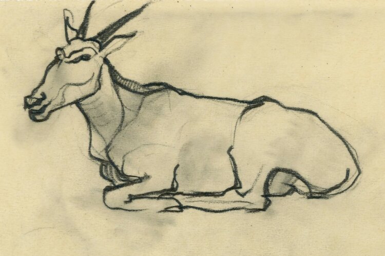 unbekannt - Liegende Antilope - Bleistiftzeichnung - o.J.
