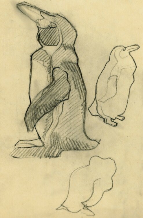 unbekannt - Pinguine - Bleistiftzeichnung - o.J.