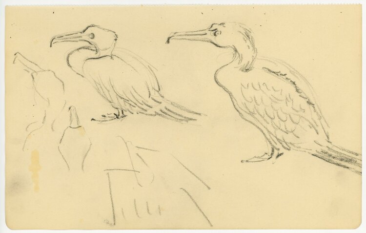 unbekannt - Pelikane - Bleistiftzeichnung - o.J.
