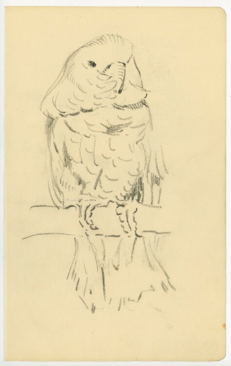 unbekannt - Papagei - Bleistiftzeichnung - o.J.