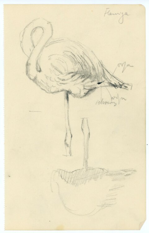 unbekannt - Schlafender Flamingo - Bleistiftzeichnung - o.J.